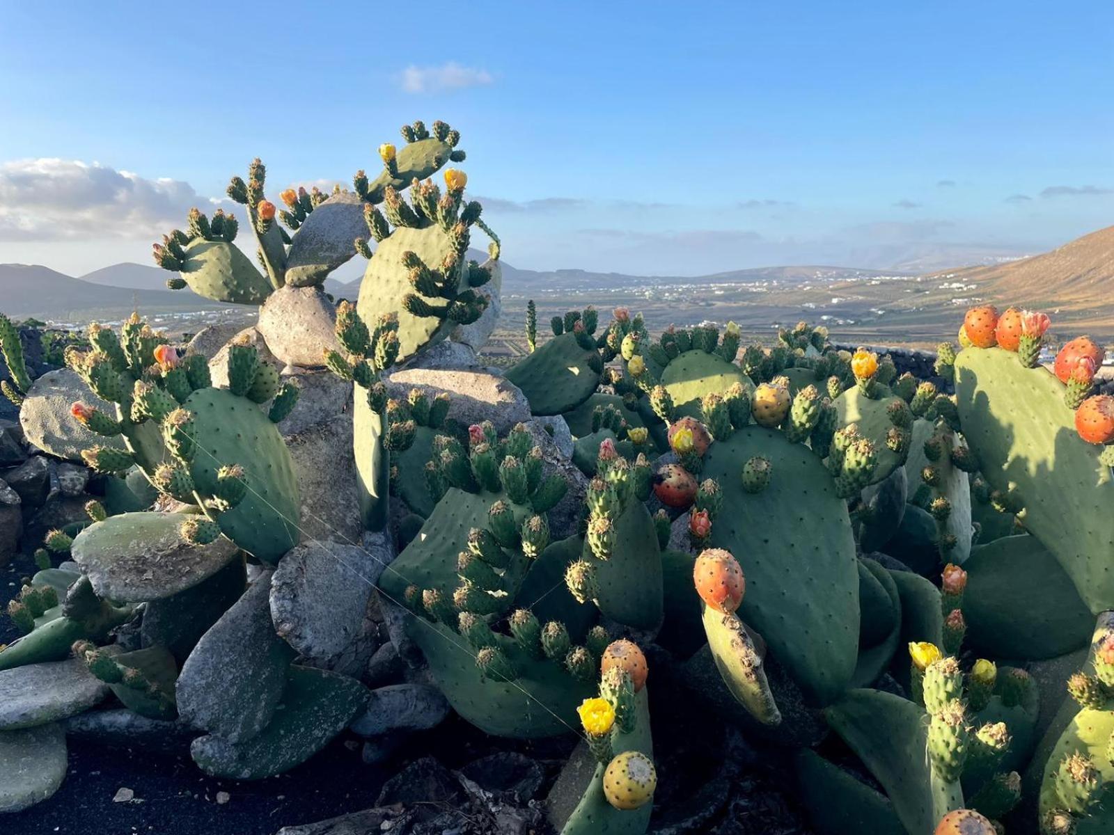 Ecofinca Aulaga Masdache Bagian luar foto